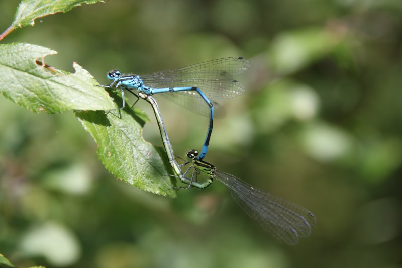 Couple d'agrions. Zac de l'Evangile. ĹISE JALOUX